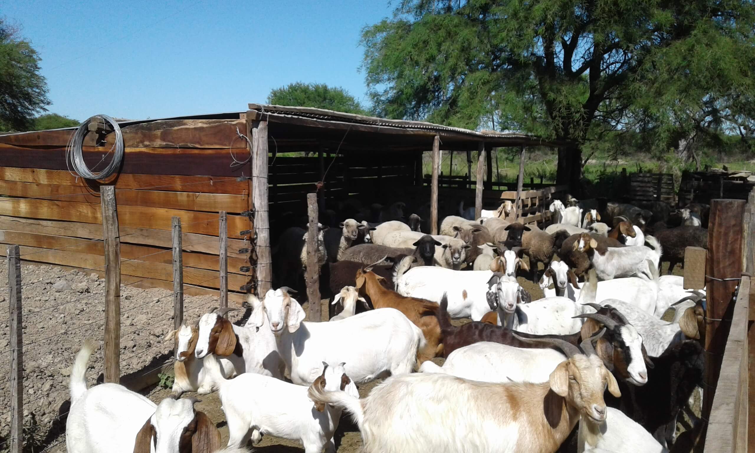 Livestock farmers in Cuba are trained for a sustainable future