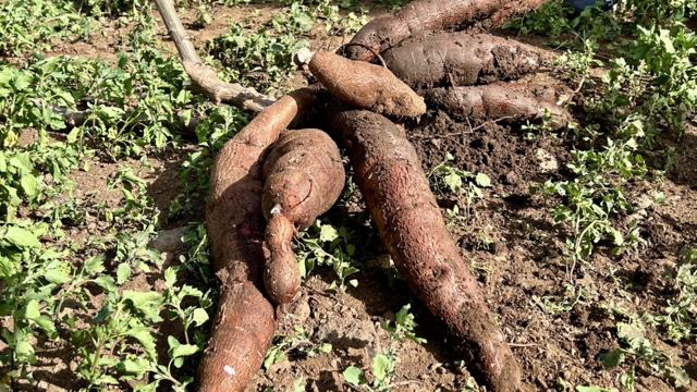 Busca el camagüeyano Nivaldo Navarro mayor producción de alimentos