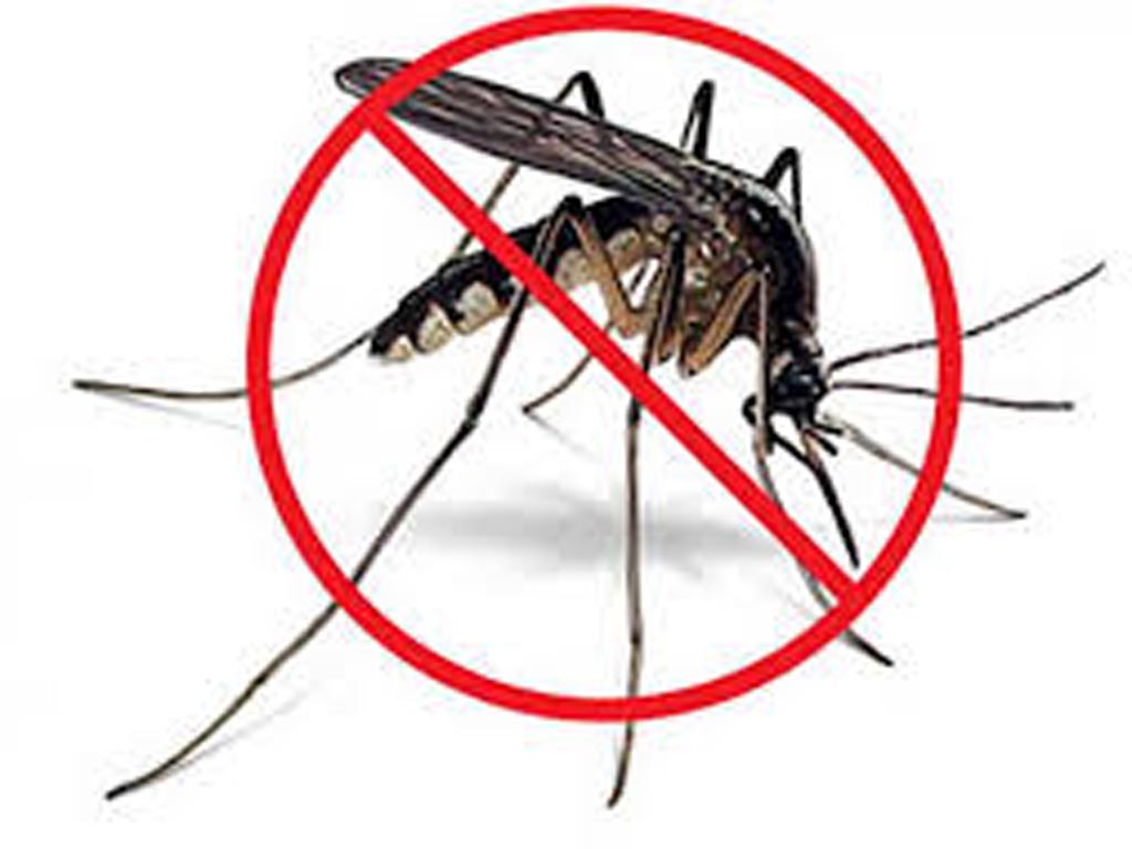 Instan a fortalecer medidas contra mosquitos en el Caribe