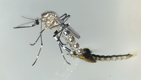 Le candidat vaccin cubain contre la dengue repose sur une plateforme très sécurisée (+ Tweet)