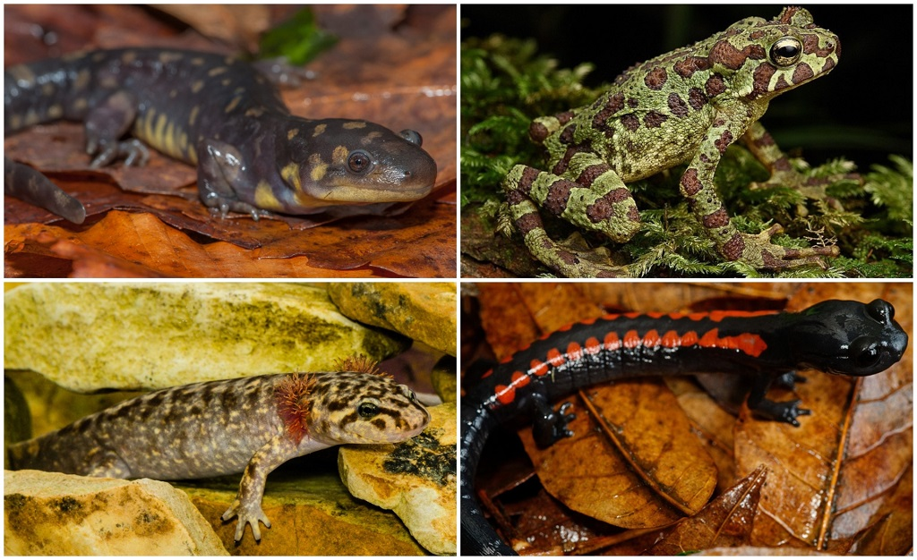 Amphibian species in danger of extinction