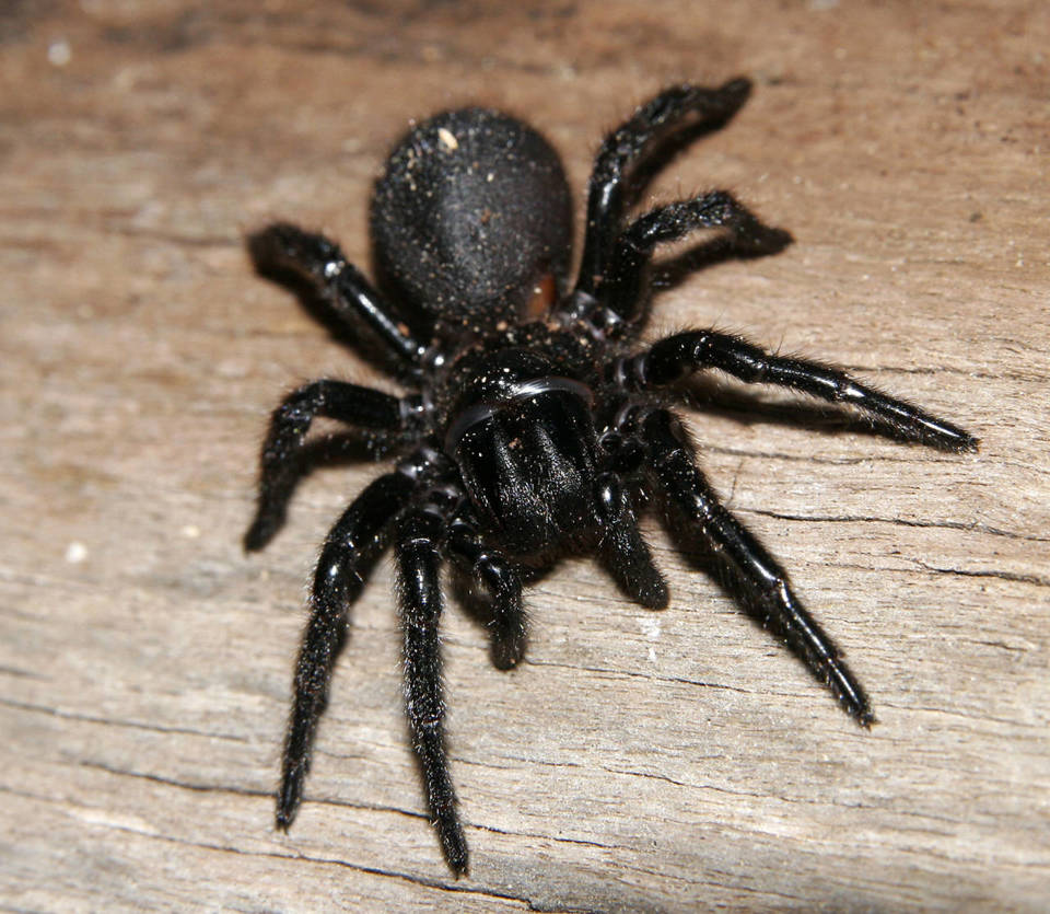 Deadliest spider in the world can modify its venom