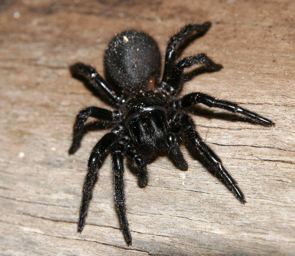 The most dangerous spider in the world can modify its venom