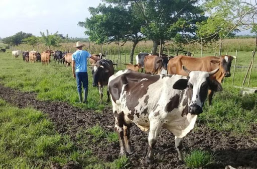 Imagen no encontrada