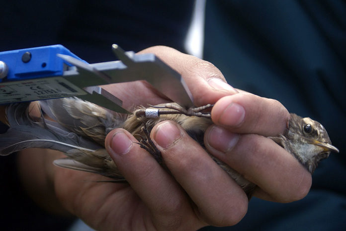 Concluyó curso de anillamiento de aves en Cuba