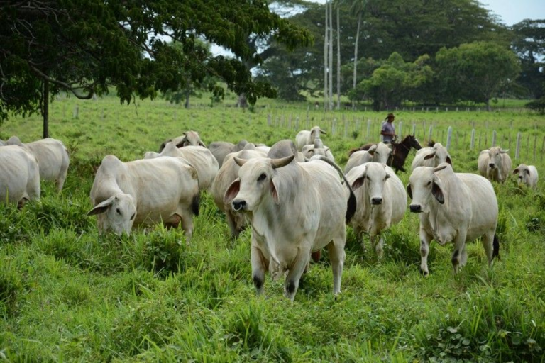 Camagüey ready for land and livestock control