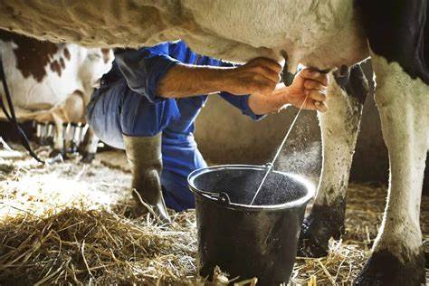 Scientists and researchers study dairy production in Camagüey 