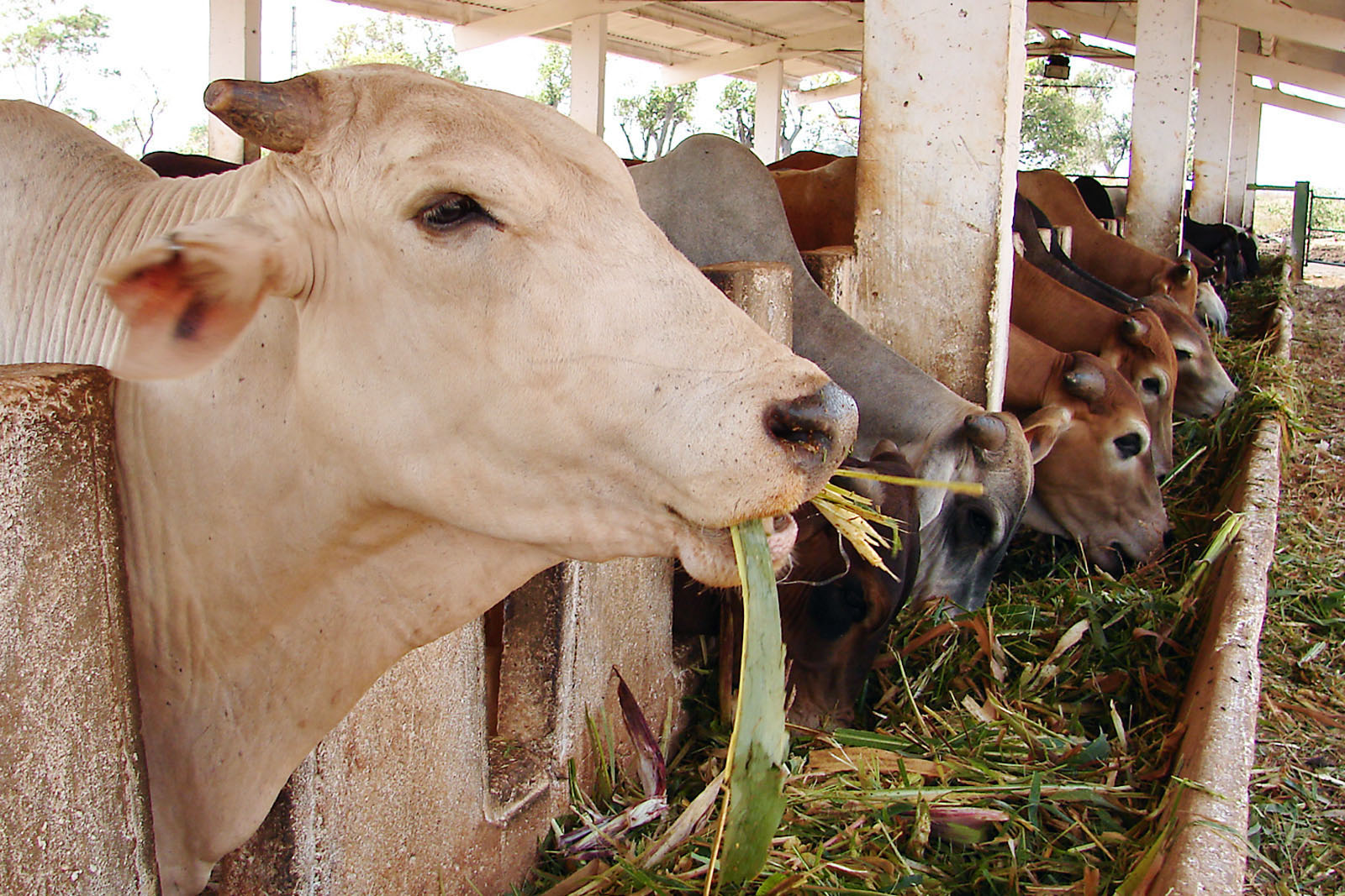 L'élevage durable à Guáimaro: une opportunité de croissance économique