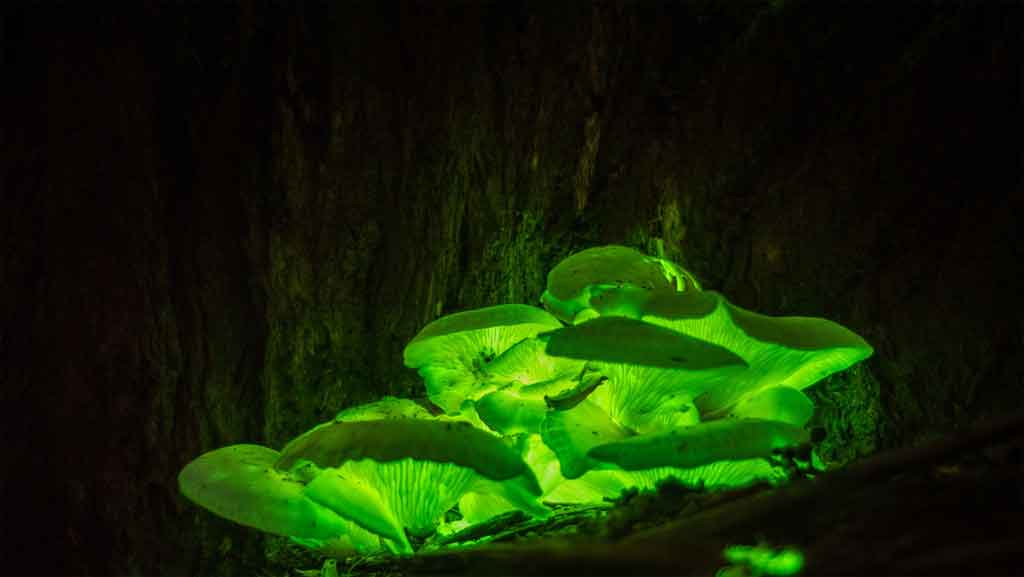 Científicos rusos crean primeras plantas luminosas del planeta