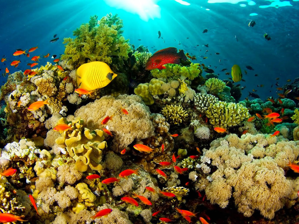 Cuba joins agreement to protect marine biodiversity