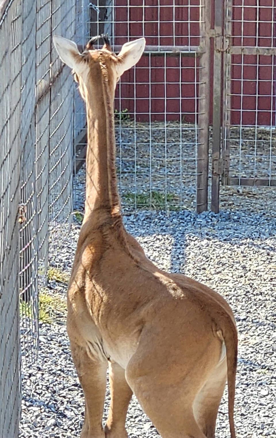 An extraordinary spotless giraffe is born in the United States