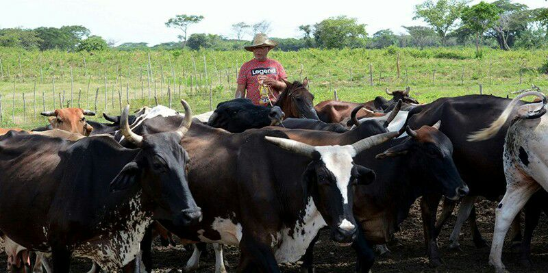 Camagüey to recover productive poles