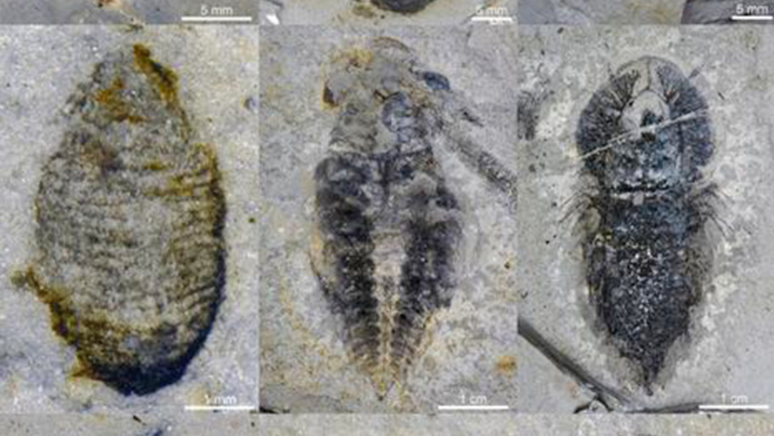 Descubren en China especies de animales extintos hace 500 millones de años