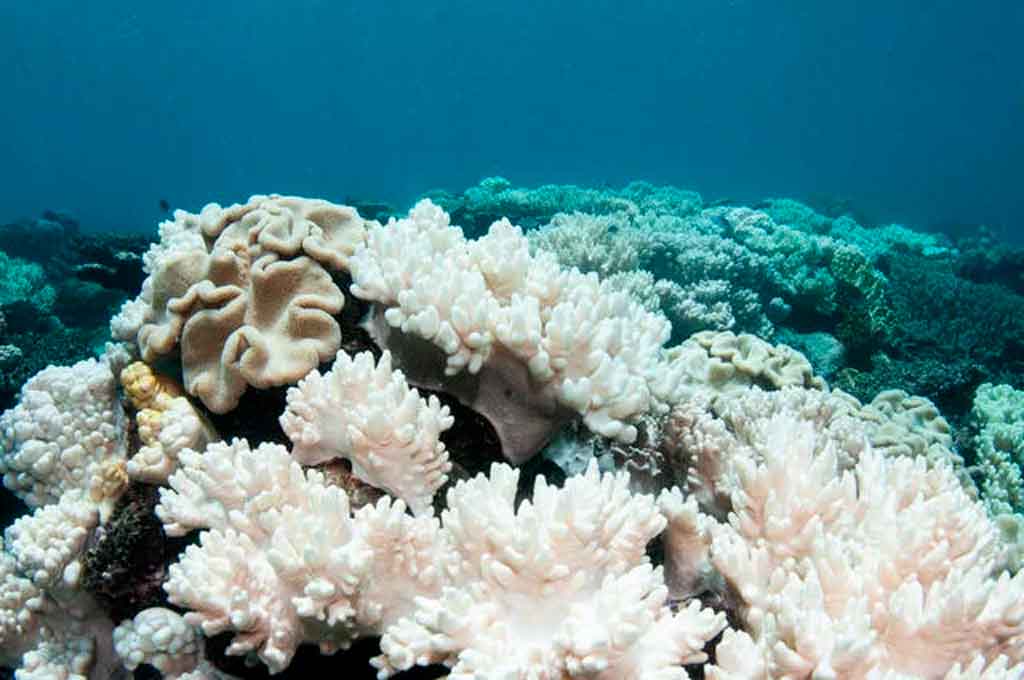 Imagen no encontrada