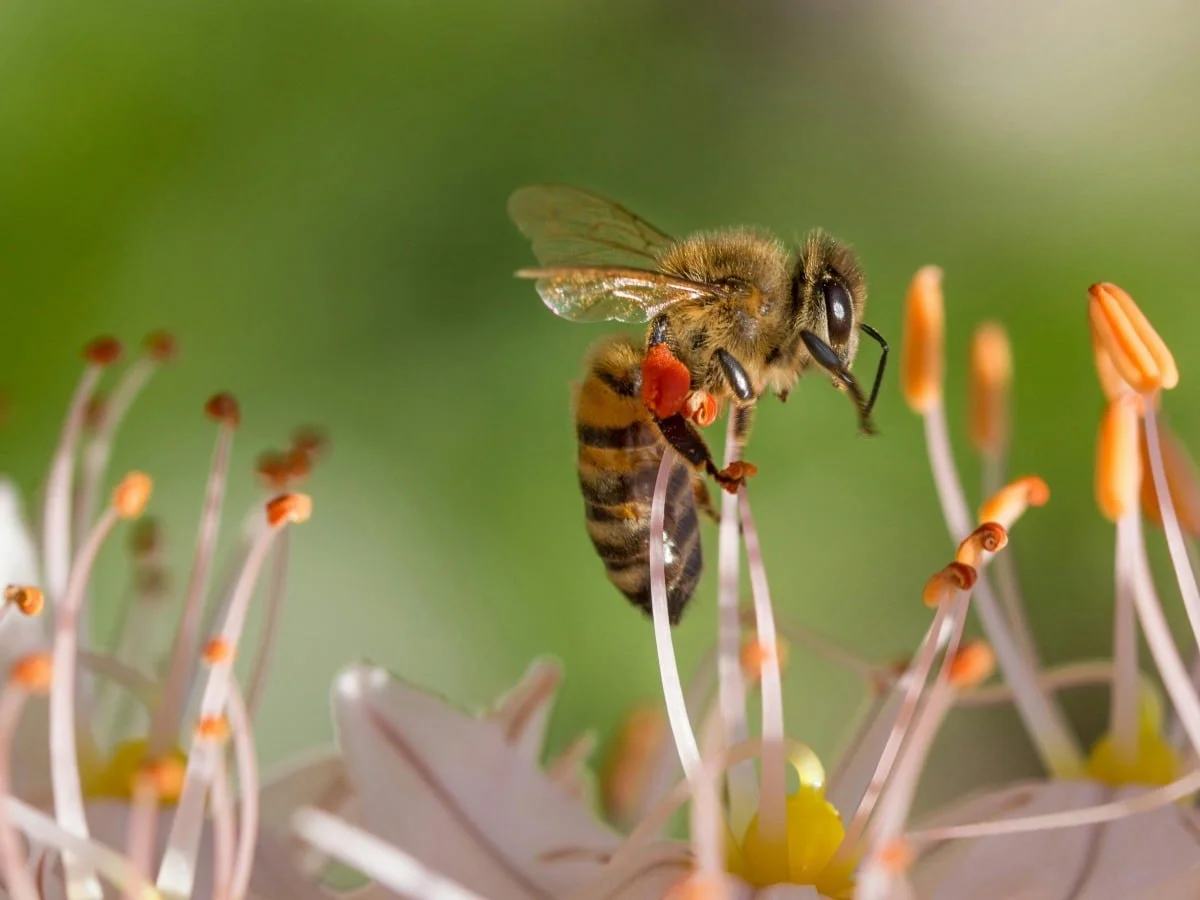 Celebran día Mundial de las Abejas