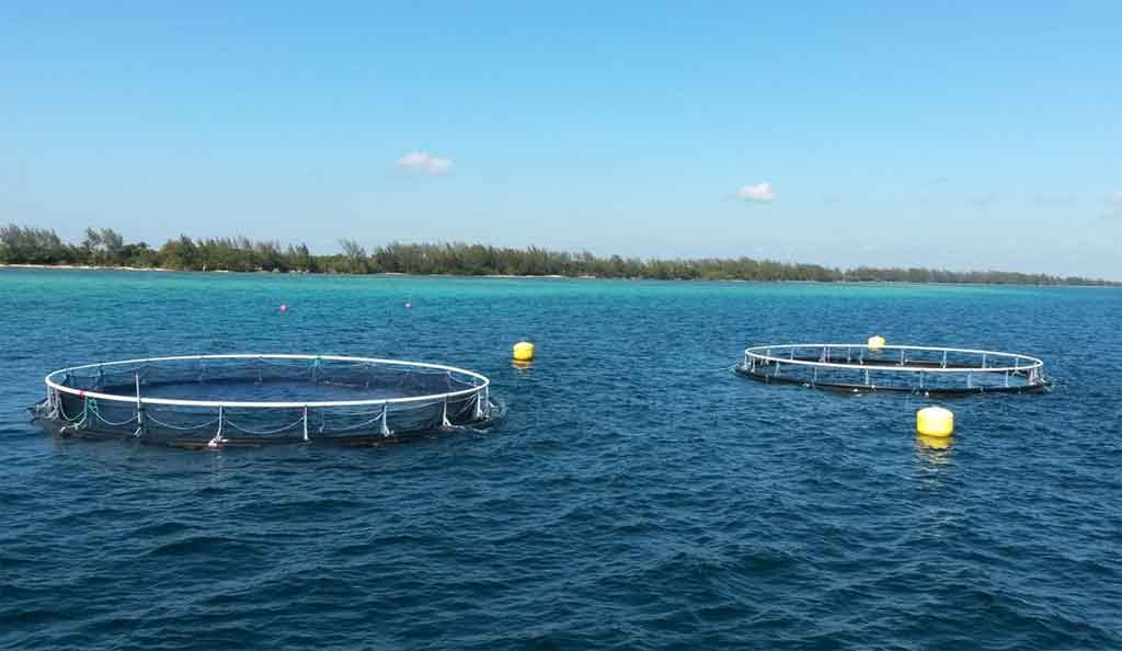 Avanza cooperación en acuicultura marina entre Noruega y Cuba