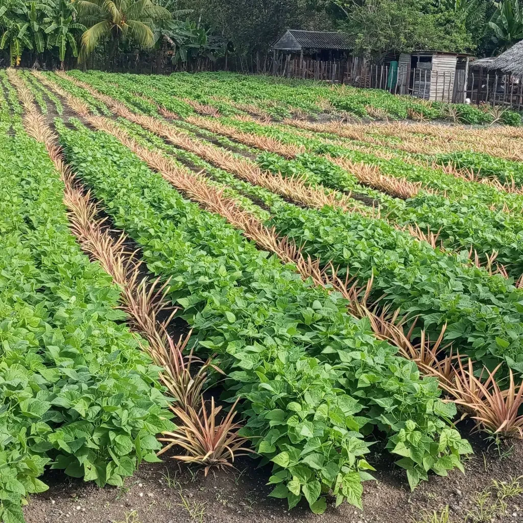 Imagen no encontrada