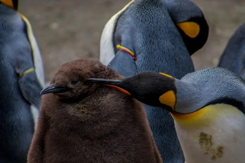 Melting ice in Antarctica will make the extinction of the emperor penguin