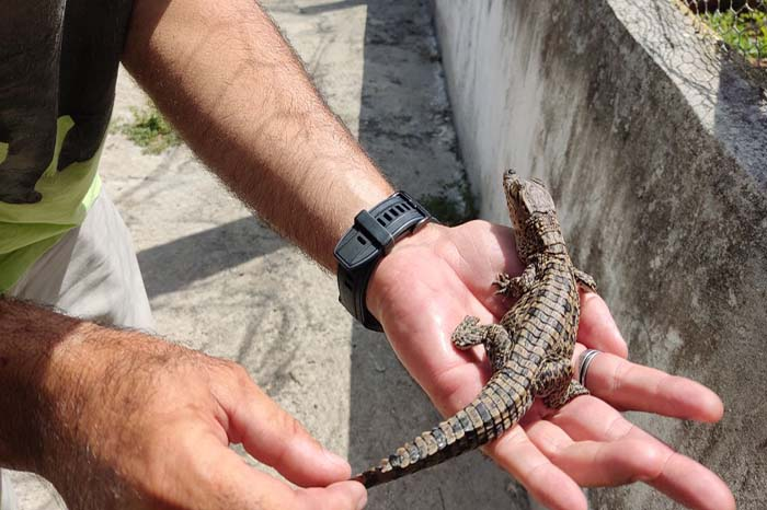 Conservación del cocodrilo cubano: prioridad para científicos y autoridades (+ Foto)