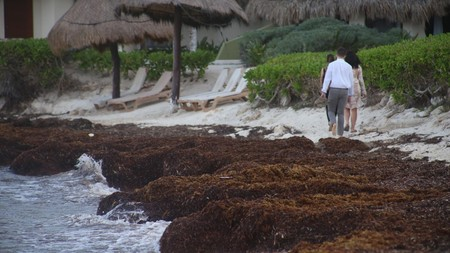Buscan soluciones para frenar perjuicios del sargazo en el Caribe
