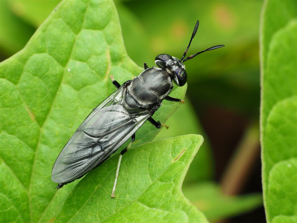 They test the benefits of the black soldier fly in Cuba