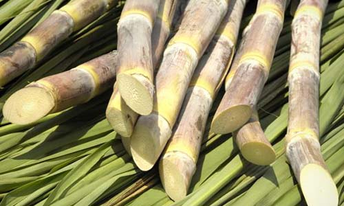 People of Camagüey will celebrate Sugar Cane Day