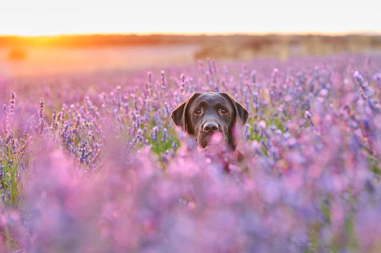 ¿Por qué los perros no ven como los humanos?