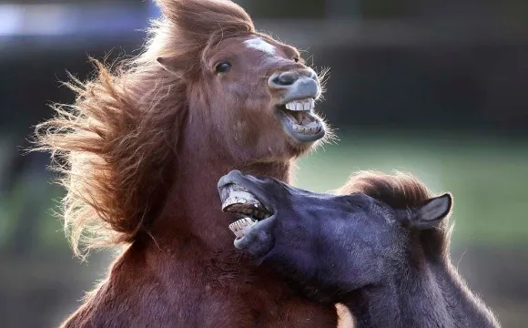 Los caballos poseen un don misterioso: logran hacer lo imposible con su voz