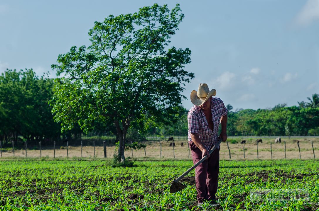 Camagüey takes on the challenge of fulfilling agriculture Spring Campaign