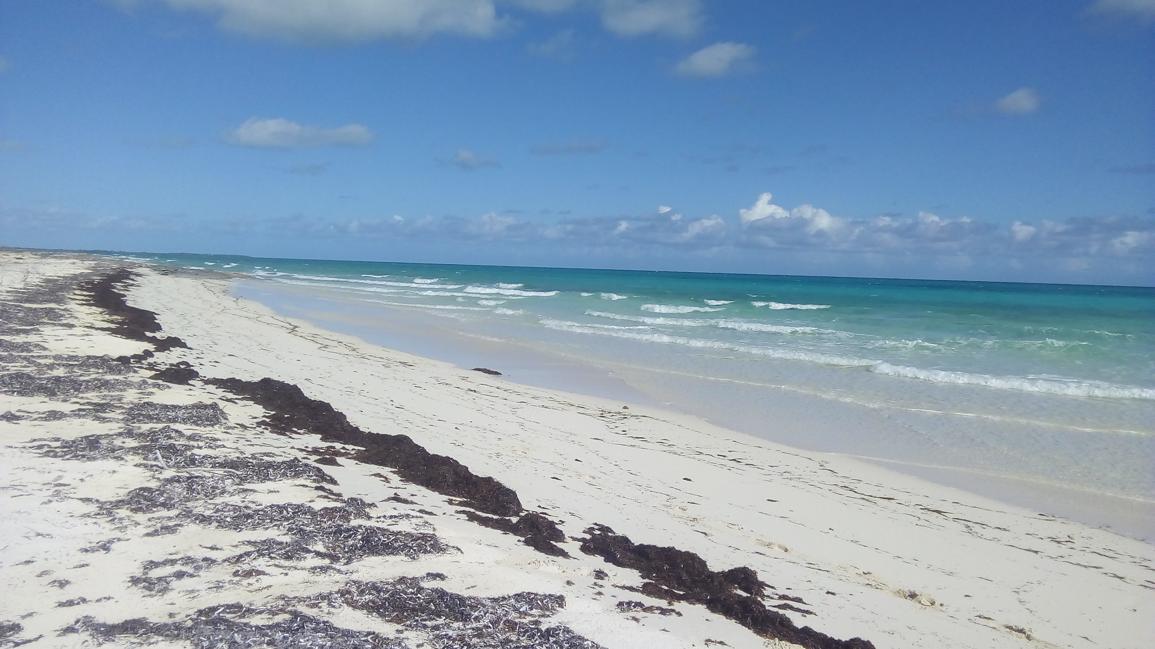 Centre de recherche sur l’environnement de Camagüey participe à un projet avili de réhabilitation des dunes