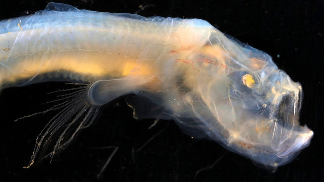 Found a treasure trove of strange creatures at the bottom of the Australian Ocean (+ photo)