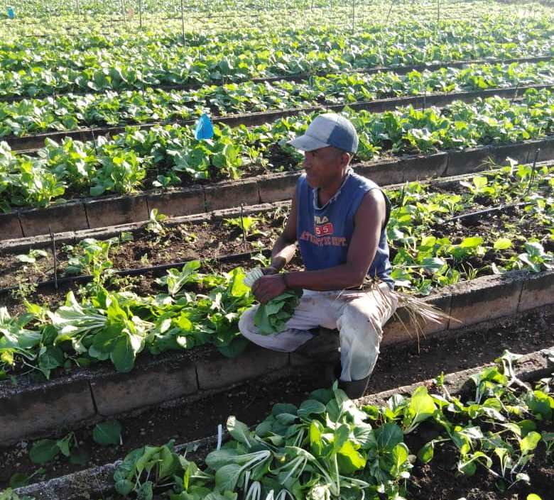 Bases agroecológicas sustentan agricultura urbana en Camagüey (+ Foto)