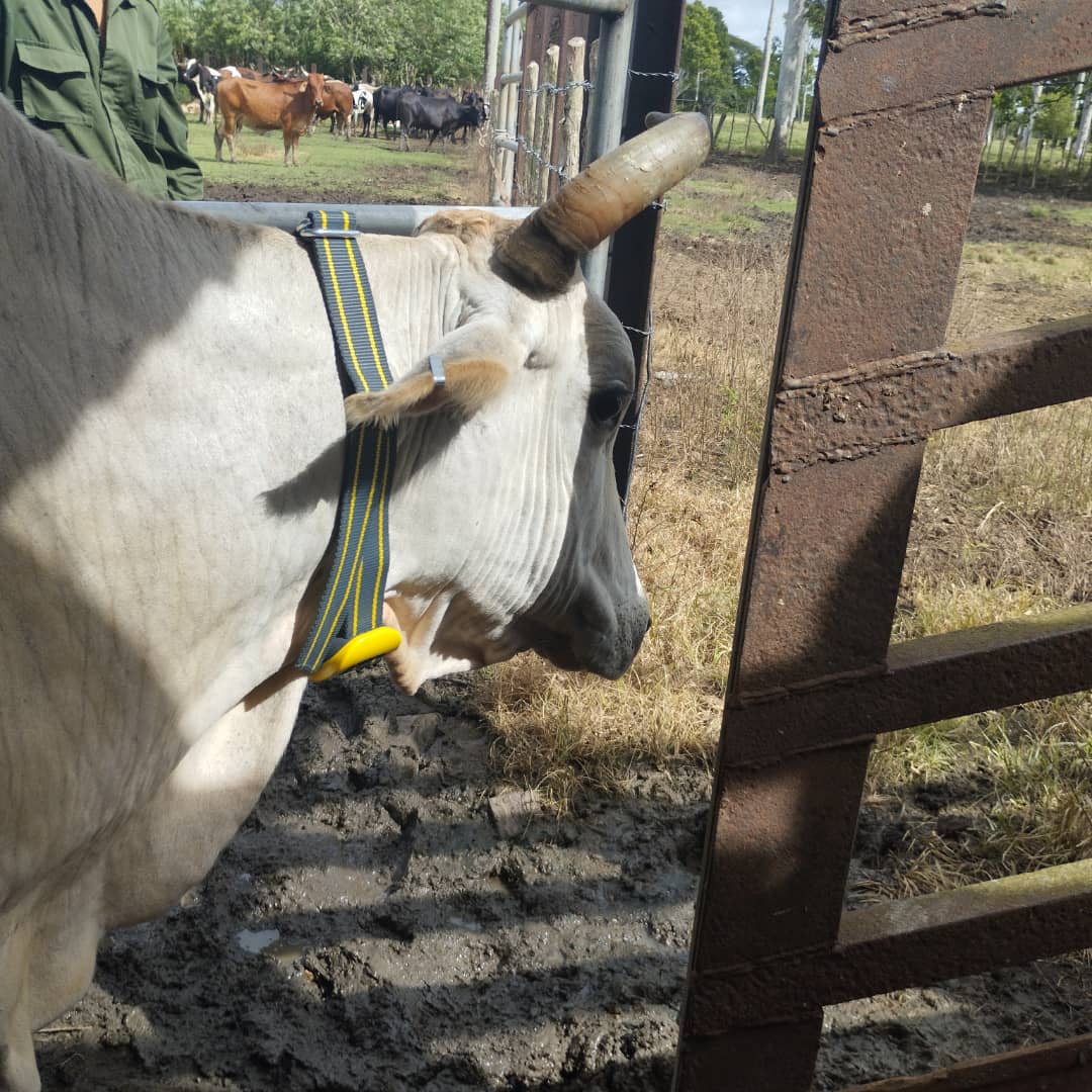 Modern management practices in livestock are disseminated in Camagüey