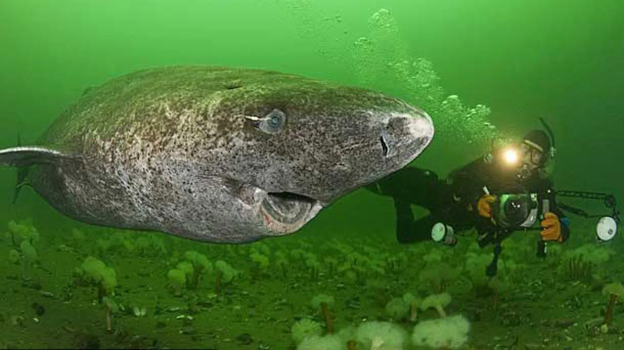 Greenland shark at the centre of genetic research for longevity