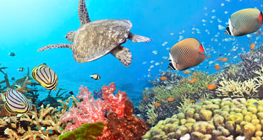 Imagen no encontrada