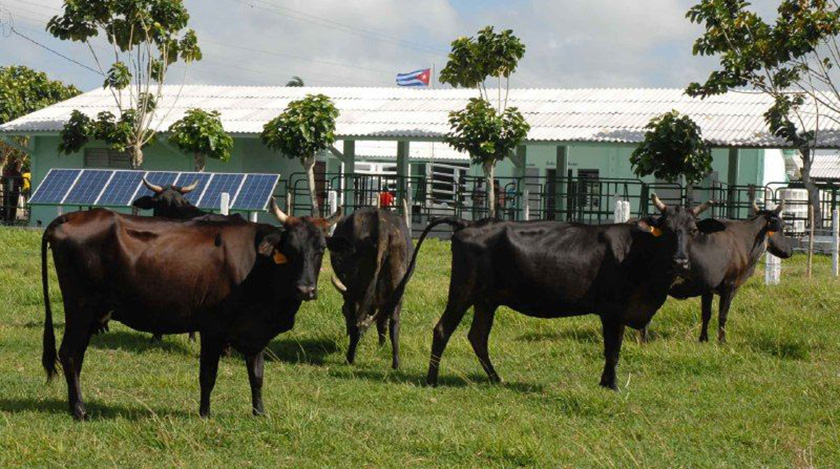La technologie informatique est appliquée pour stimuler la production de lait à Camagüey 