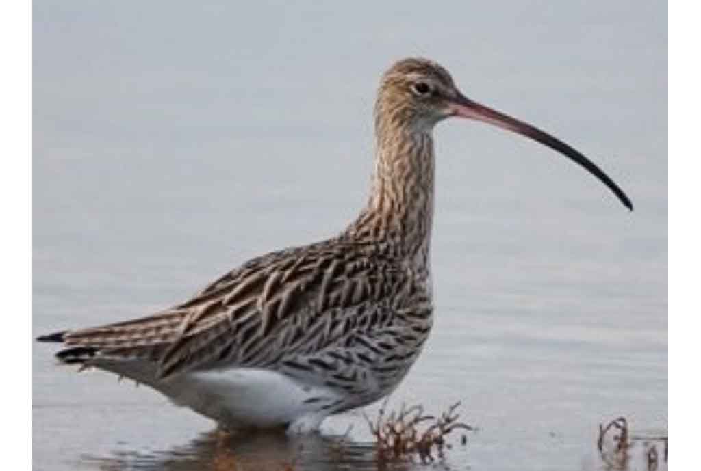 Imagen no encontrada