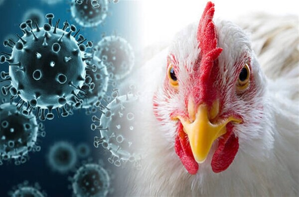 World Health Organization fears bird flu evolution
