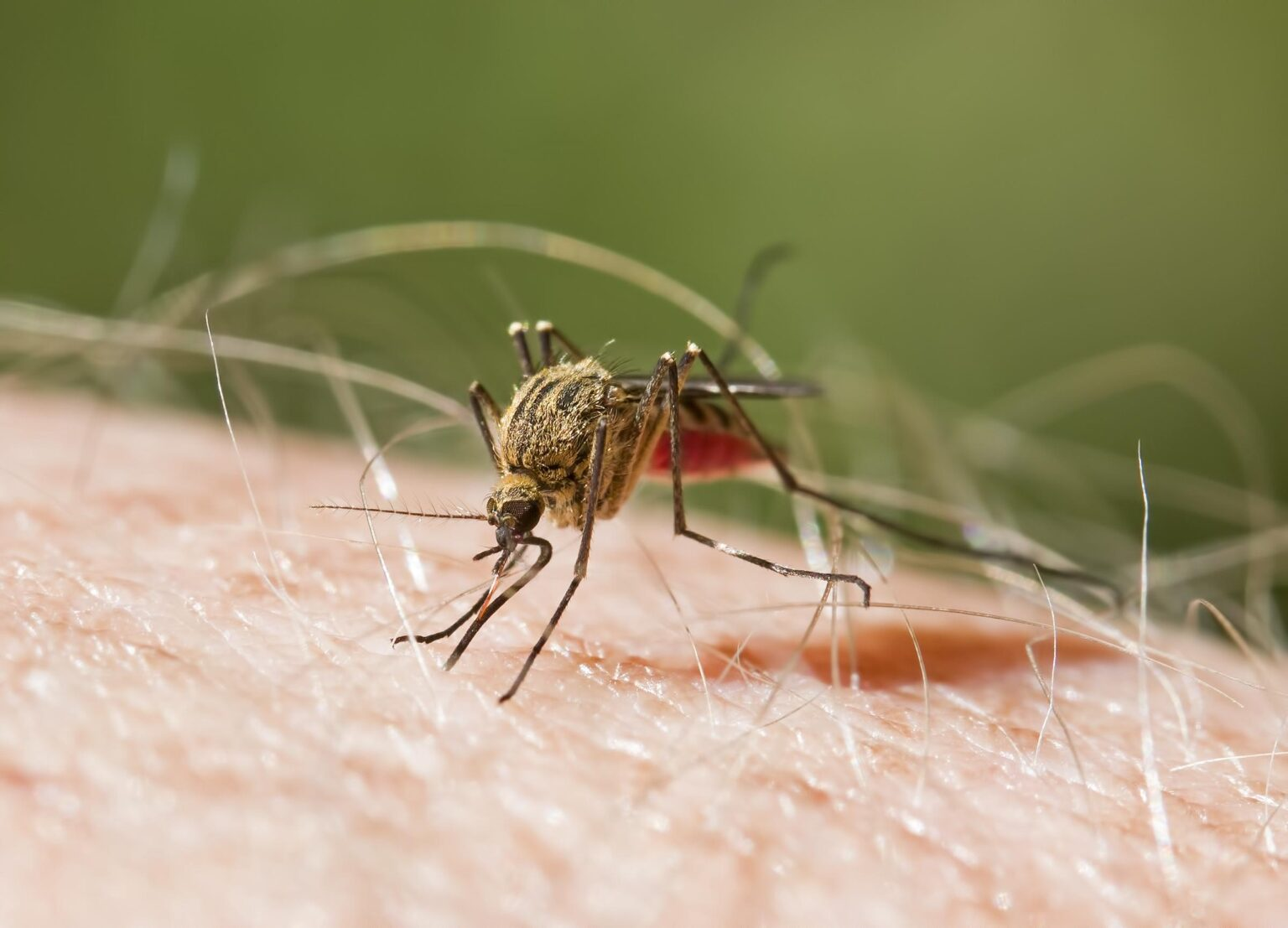 Ultrasensitive tools to detect asymptomatic malaria