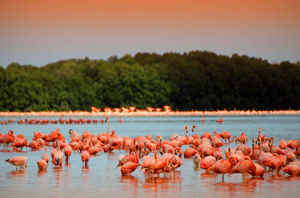 Imagen no encontrada