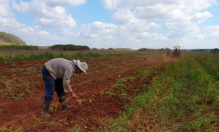 Camagüey entre las provincias cubanas que cultivan papa ecológica
