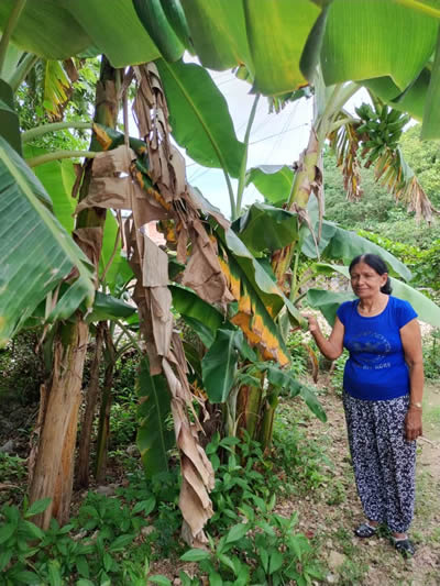 La Agricultura Urbana, Suburbana y Familiar es importante para el desarrollo local 