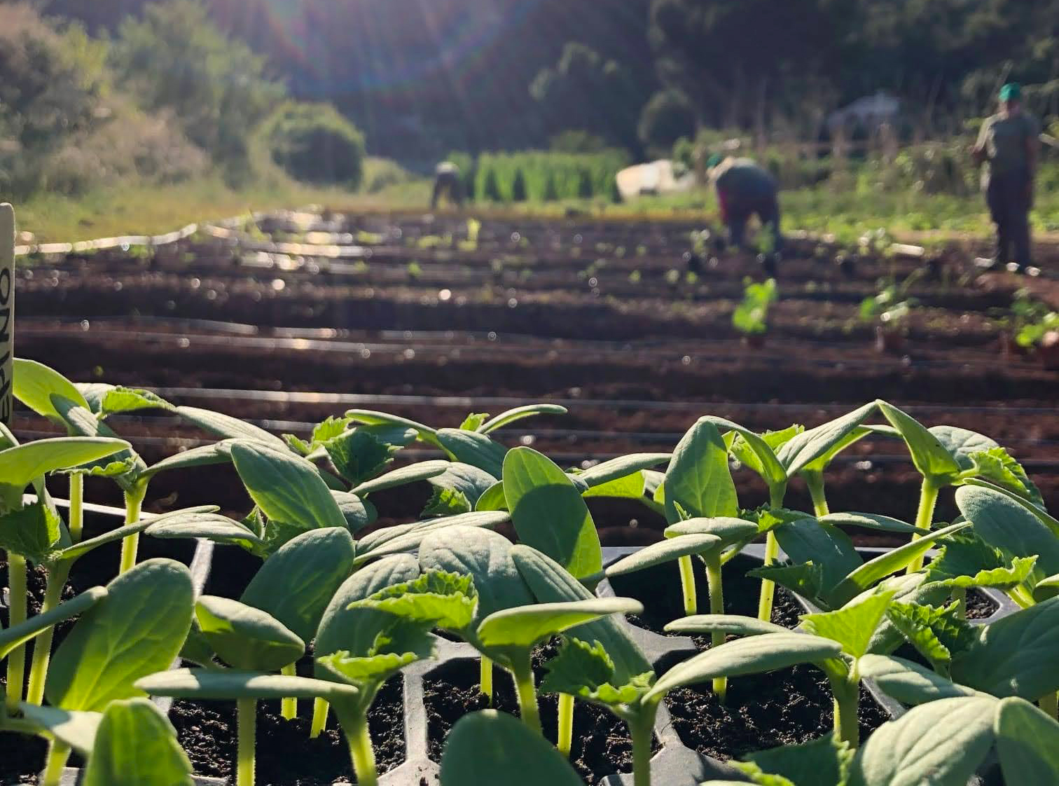 Proyecto promueve captación de agua de lluvia para el cultivo 