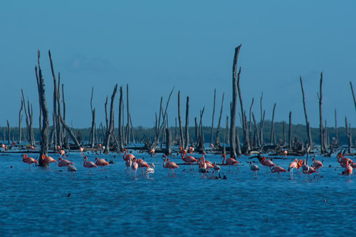 Des études à Cayo Sabinal et Cayo Coco révèlent la nécessité de les protéger