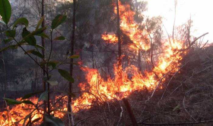Large forest fire in Cuba