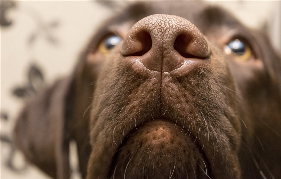The dogs' snout, a living chemical laboratory