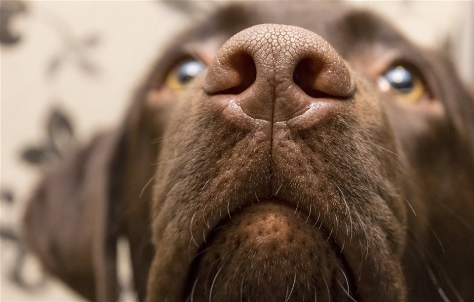 El hocico de los perros, un laboratorio químico vivo