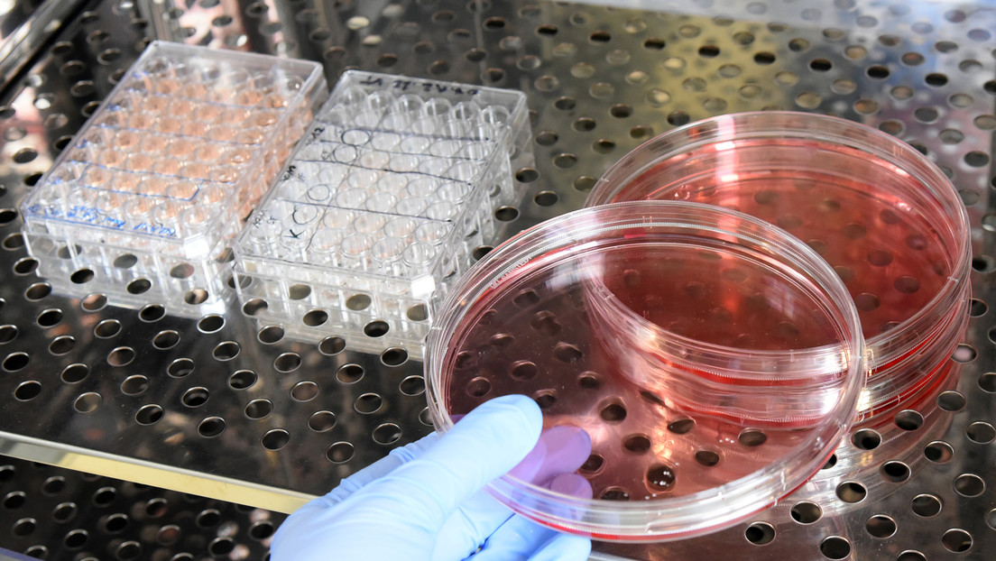 Descubren nueva forma de combatir a superbacterias resistentes a antibióticos