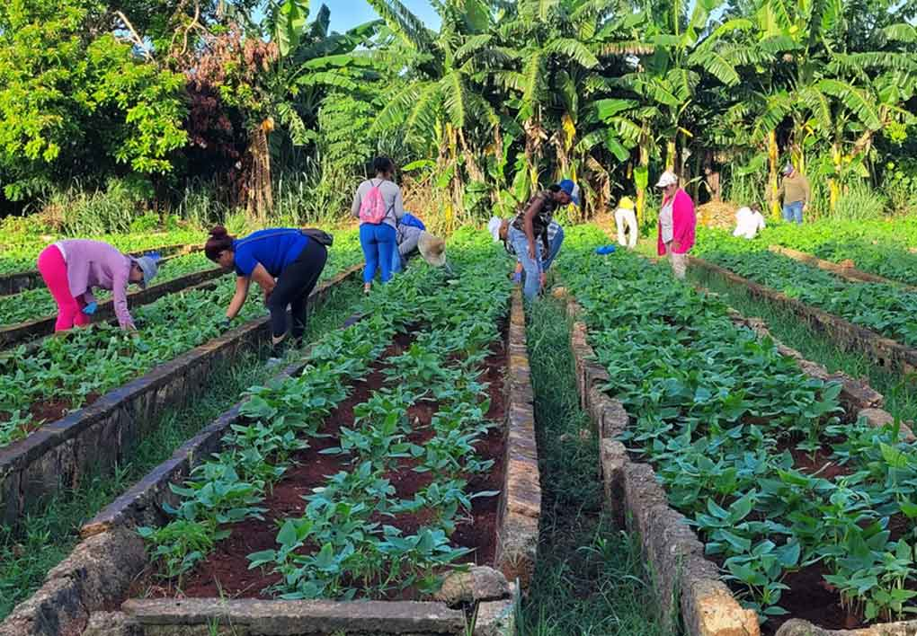 Investigaciones académicas de estudiantes impactan la seguridad alimentaria en Vertientes