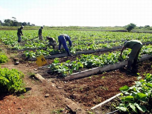 Tínima Organic Urban Planter of Camagüey: example of urban agricultura